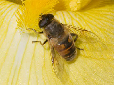 Today I photographed this honeybee on a blooming iris.  This is November, right?