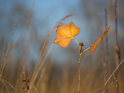 Back in the prairie, but there were no cardinals today.