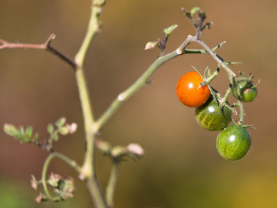 Support your local farmer.