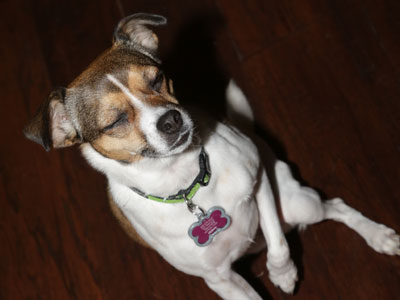 I managed to get a dog blink.