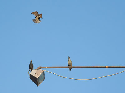 Coming in for a landing.