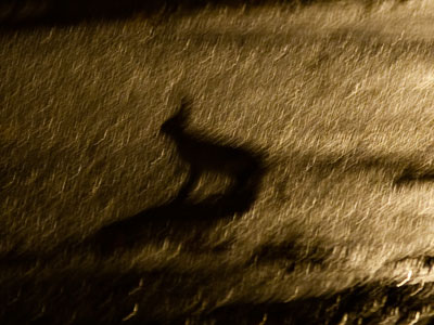 Curiosity rover confirms existence of rabbits on Mars.