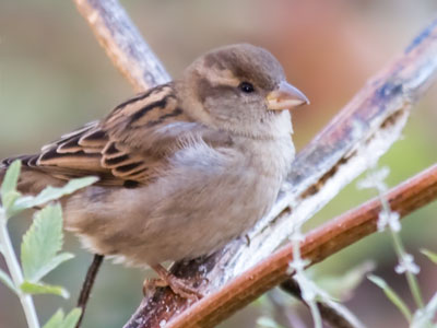 I`m still taking pictures outside in the morning, just like I did in the summer.  How long can this warm weather last?