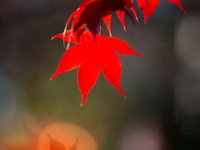 This leaf was completely dull on the other side.