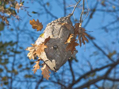 The leaves fall to reveal hidden danger.