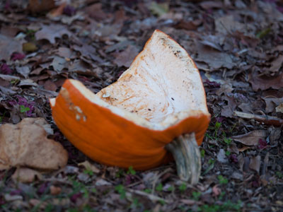 O what a noble pumpkin is here o`erthrown!