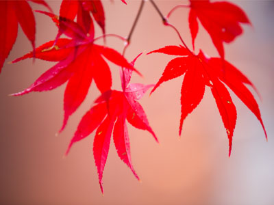 Still hanging in there (see November 22 above).