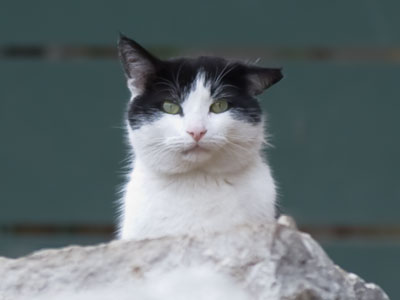 Besides babies, cats are also very popular.