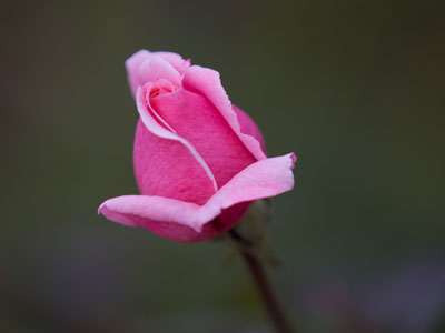 Limited life expectancy.