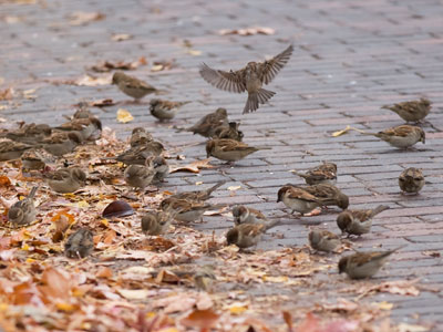 Dead leaves.  Looks delicious.