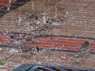 It`s tough being a bird.