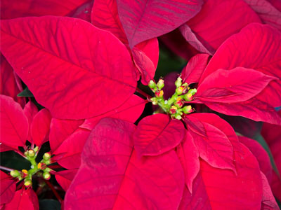 A Mexican plant named for someone from South Carolina.