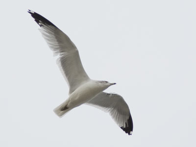 There are about fifty species of gulls in North America.  This is a ring-bill gull.  You`re welcome.