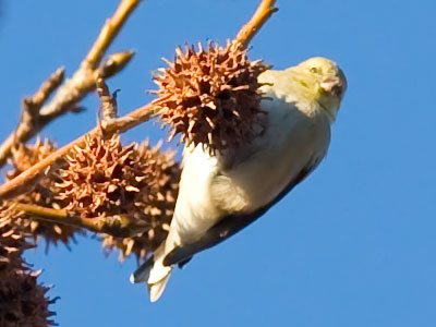 Trying to eat the inedible.