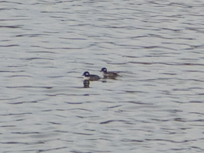 Now you see them . . . 