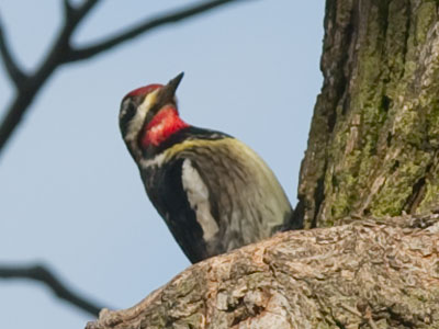 Knock knock!  Who`s there?