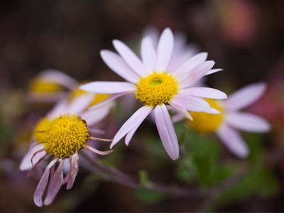 Just say no to winter.