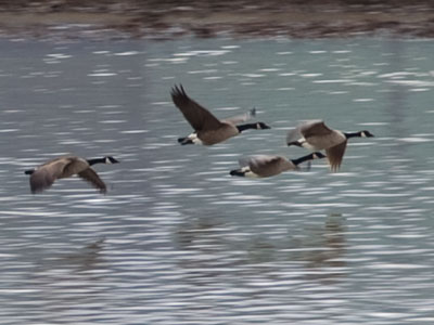 Birds of a feather flock together.