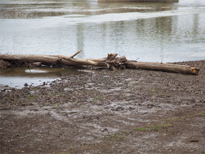 Some twigs have washed up on the riverbank lately.