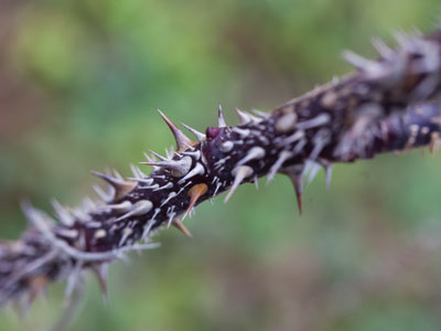 Nature`s way of saying NO TRESPASSING.