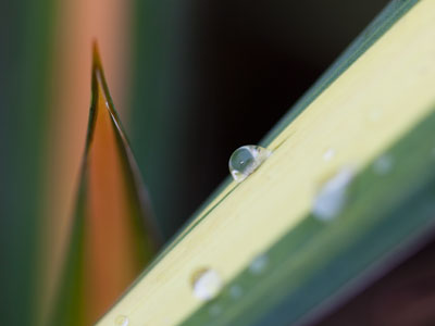 Down among the blades of grass.