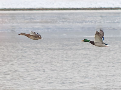 She needs to get a restraining order.