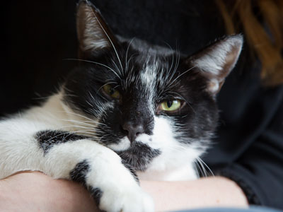 Jellybean is friendly.