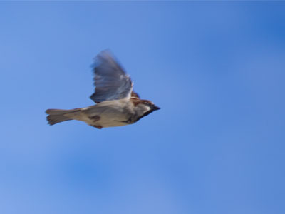 Another bird in a hurry, but this time I was ready.