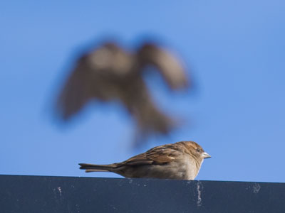 I photographed an out of birdie experience.