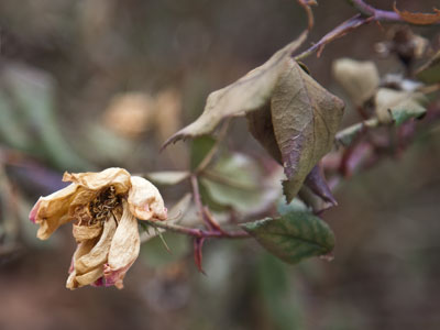 From fairest creatures we desire increase, that thereby beauty`s rose might never die. WILLIAM SHAKESPEARE