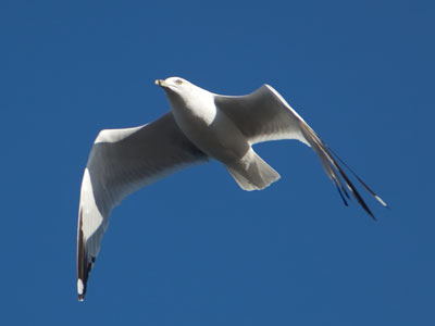 I was high up on a bridge had a close encounter.