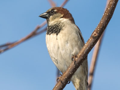 `No birds today,` I thought as I went outside.