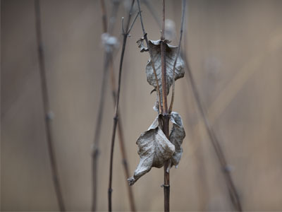 Among the prairie grass.