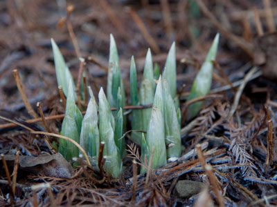 The irises are thinking about it.