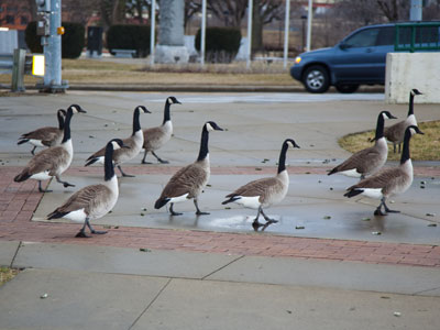 I was outnumbered, so I yielded the right of way.