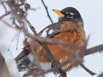 It was eating shriveled berries from the tree.