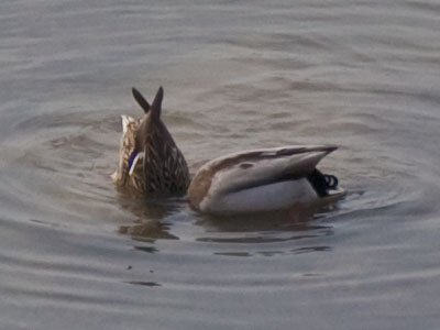 `Are you sure you dropped it here?`