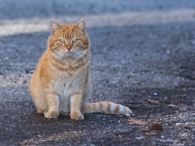 Morris the cat on his day off.