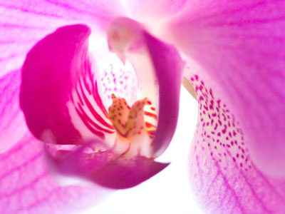 Do you like orchids? Their flesh is too much like the flesh of men, and their perfume has the rotten sweetness of corruption. GENERAL STERNWOOD in `The Big Sleep`