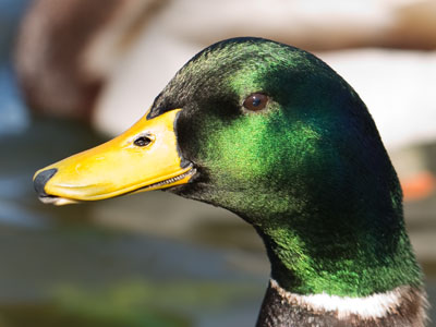 This picture proves it:  ducks have teeth.