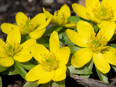 They won`t last the week, but I`m glad to see them today.