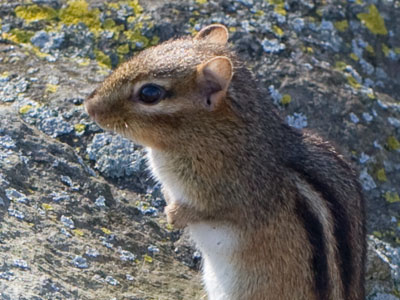 Forget the groundhog.  This chipmunk says it`s spring.
