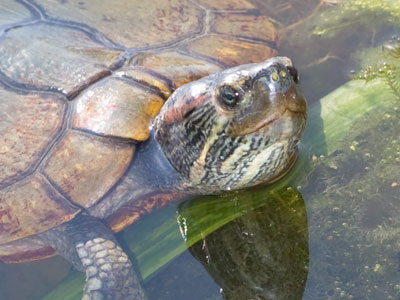 People tell me I need to come out of my shell.