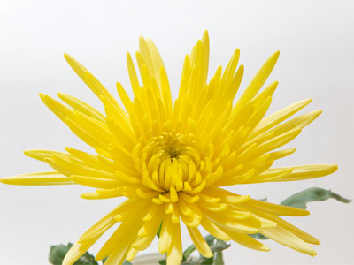 Here`s what the normal lens sees.  So unless you want to be a LOSER, have mom and dad get you a macro lens!