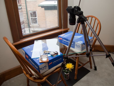 Trying to get my $5.99 worth from those yellow flowers.