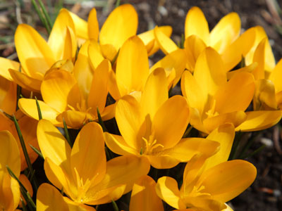 Found blooming in my own neighborhood.