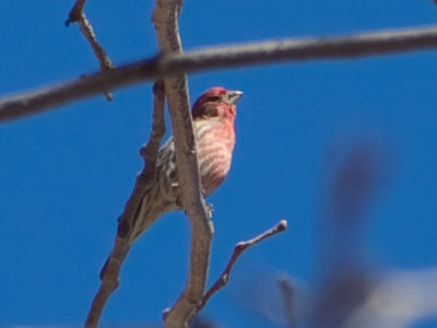 Forget groundhogs.  Songbirds tell us when spring is here.