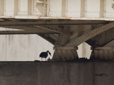 Urbanization is now complete.