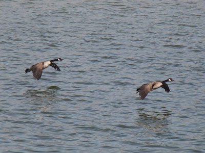 They were just about to land.  Well, not LAND on water.