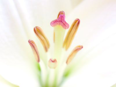 Thanks to the good people of Enon, Ohio, who yielded the road to a slowly-moving, horse-drawn funeral procession.